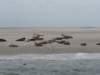 HWK Texel 113_small.jpg